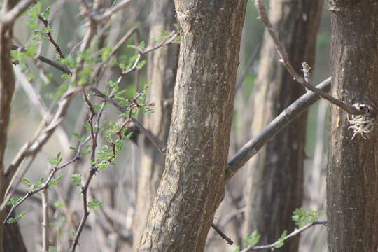 Image of Erythrina americana Mill.