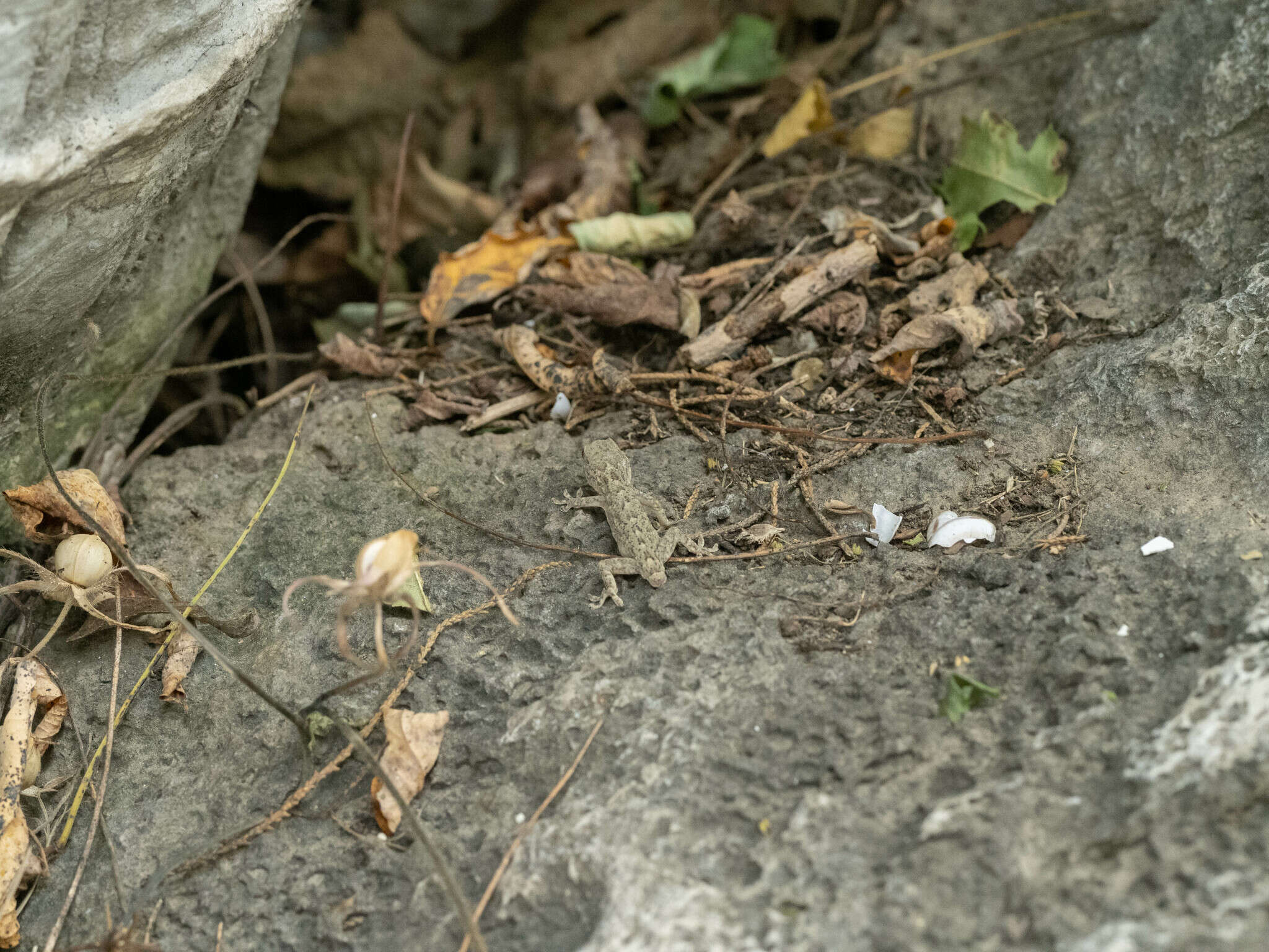 Image of Peking Gecko