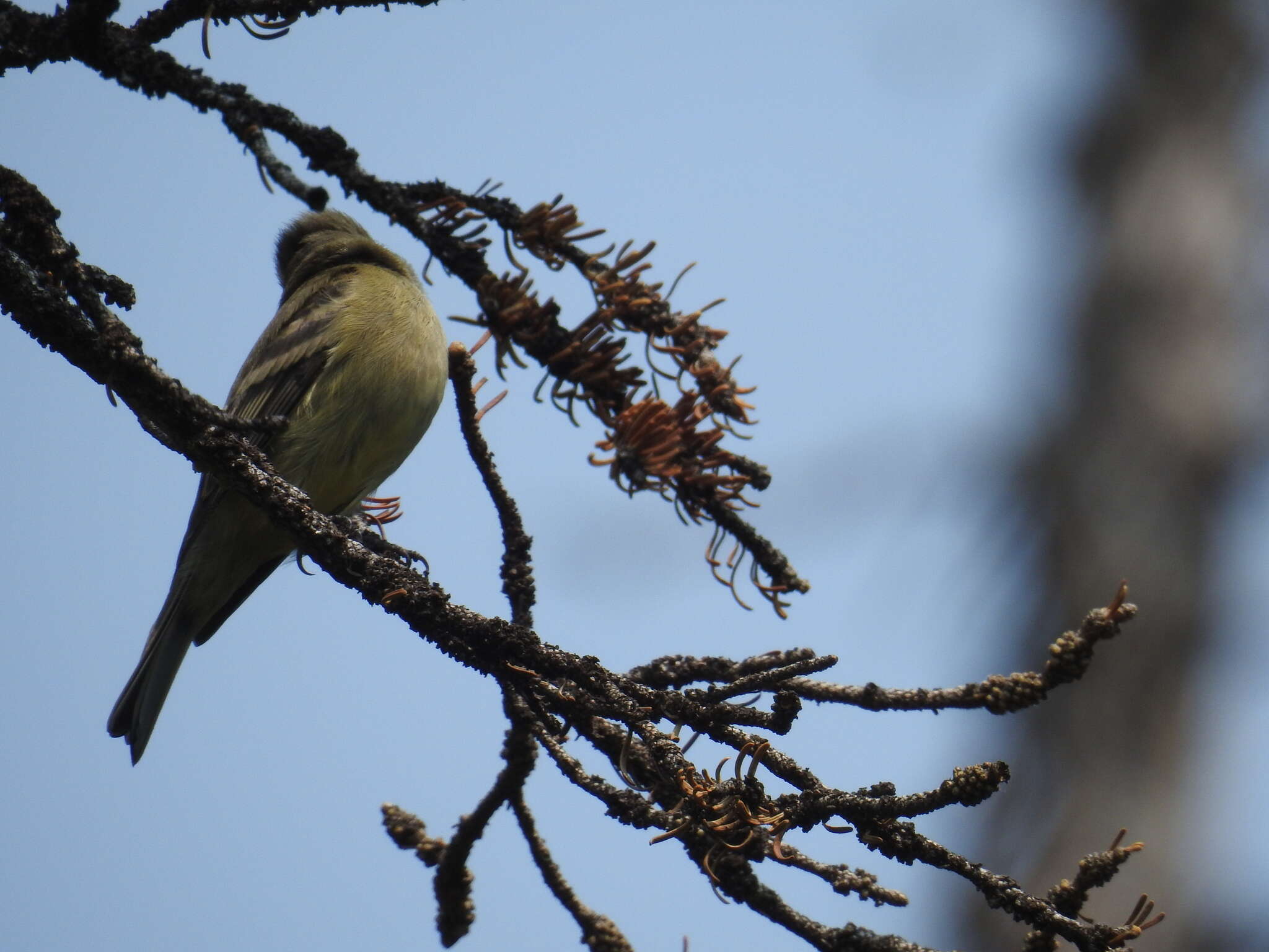 Empidonax occidentalis Nelson 1897的圖片