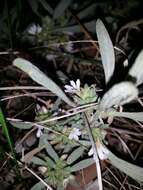 Image of Scaevola canescens Benth.