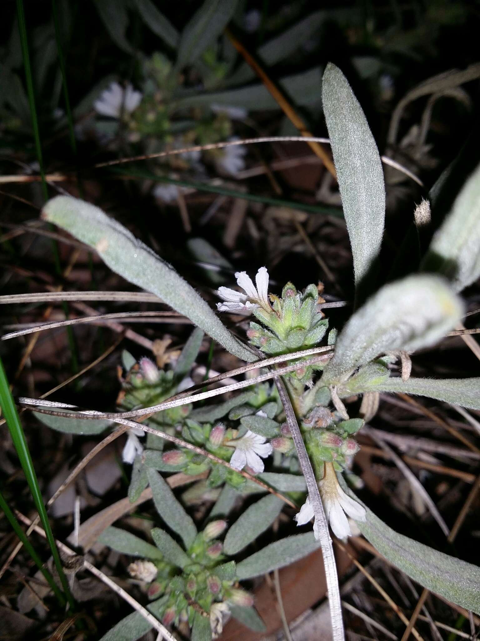 Imagem de Scaevola canescens Benth.