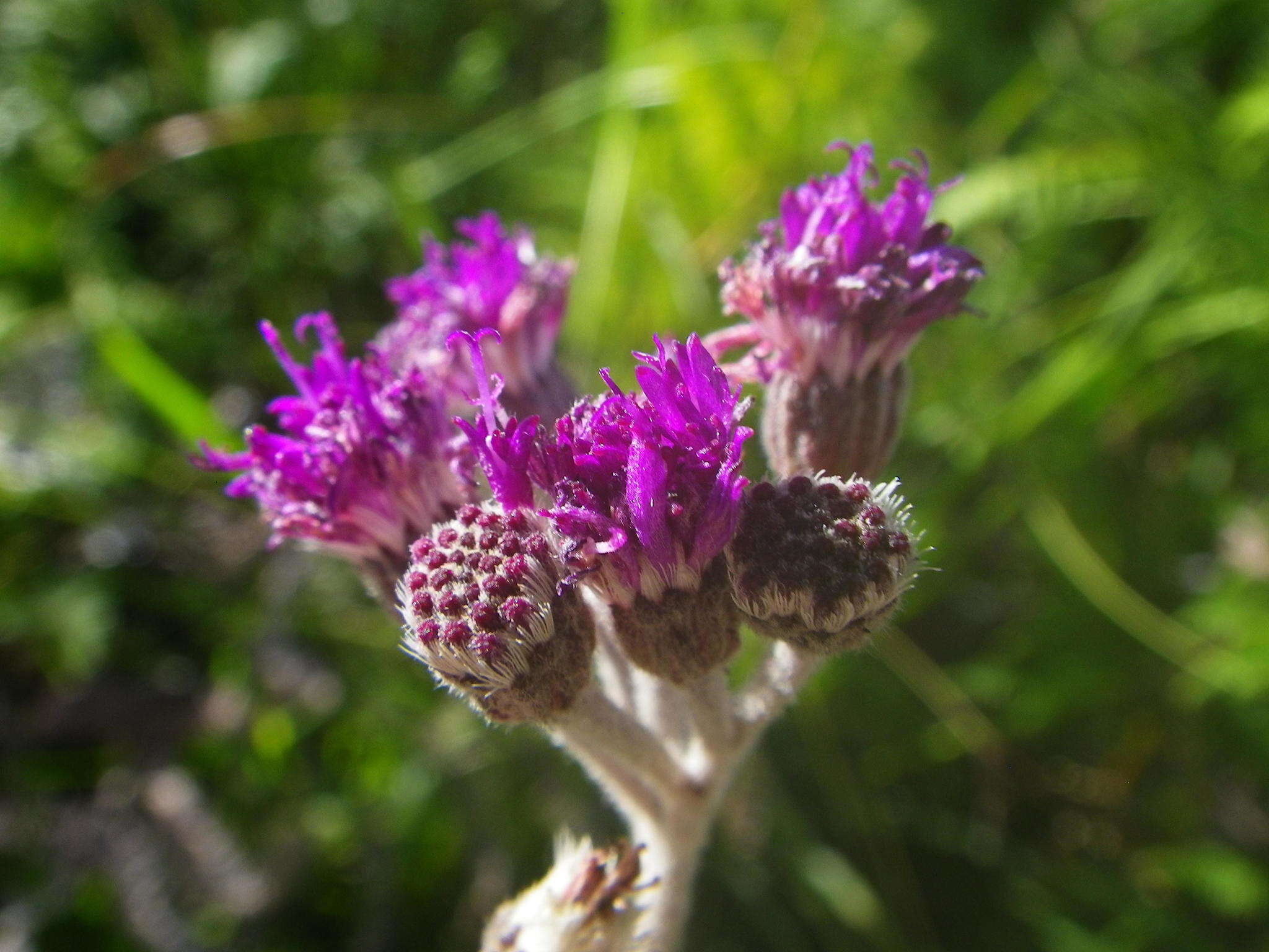 Imagem de Hilliardiella hirsuta (DC.) H. Robinson