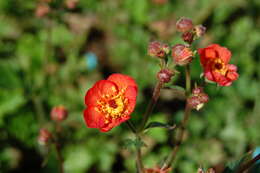 Слика од Geum quellyon Sweet