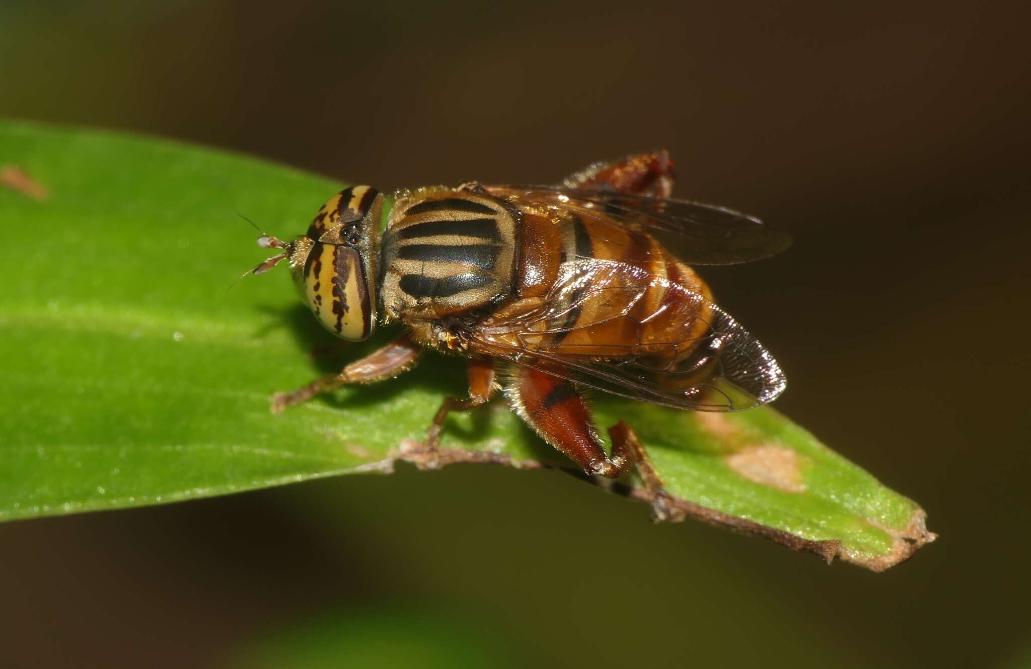 Imagem de Eristalinus paria (Bigot 1880)