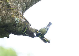 Image de Mésange jaune