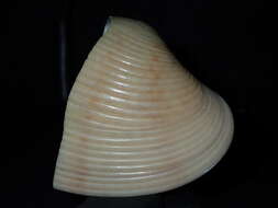 Image of Paphia inflata (Deshayes 1854)