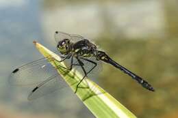 Image of black darter