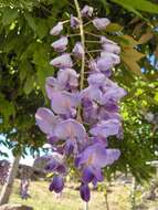 Image de Wisteria sinensis (Sims) Sweet