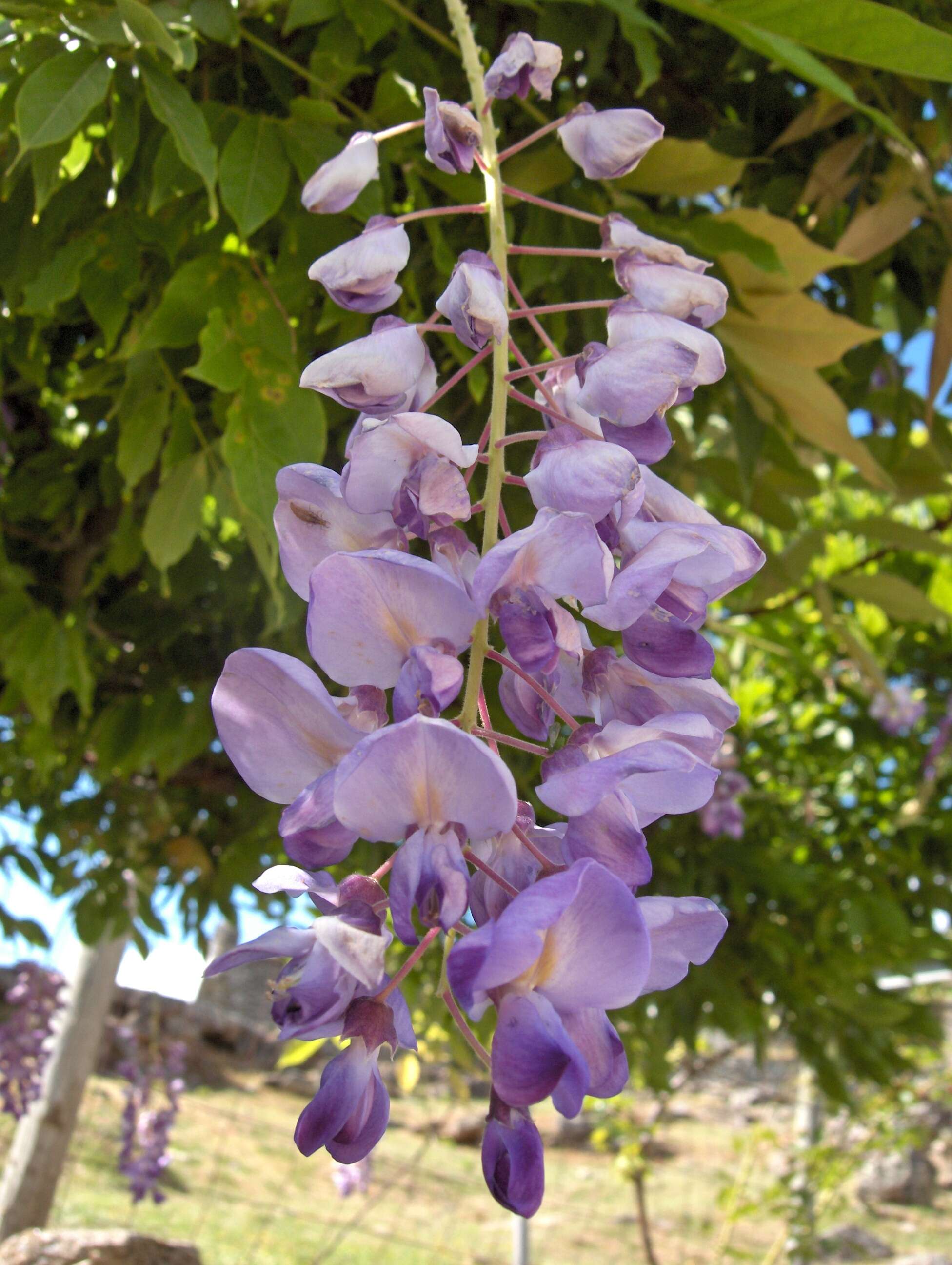 Image of Chinese wisteria