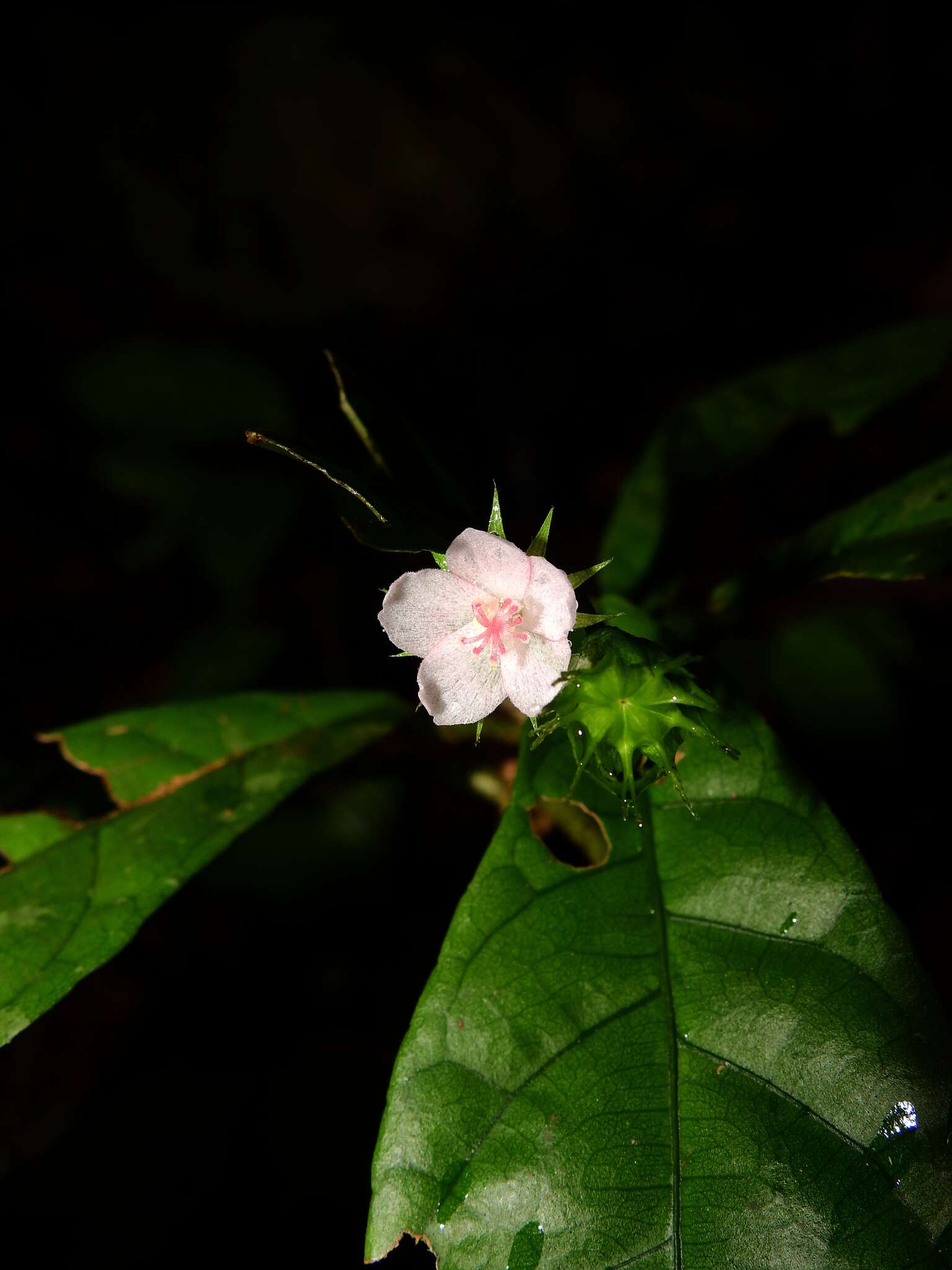 Image of Pavonia castaneifolia A. St.-Hil. & Naud.