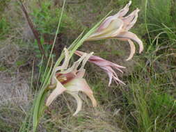 Gladiolus liliaceus Houtt. resmi