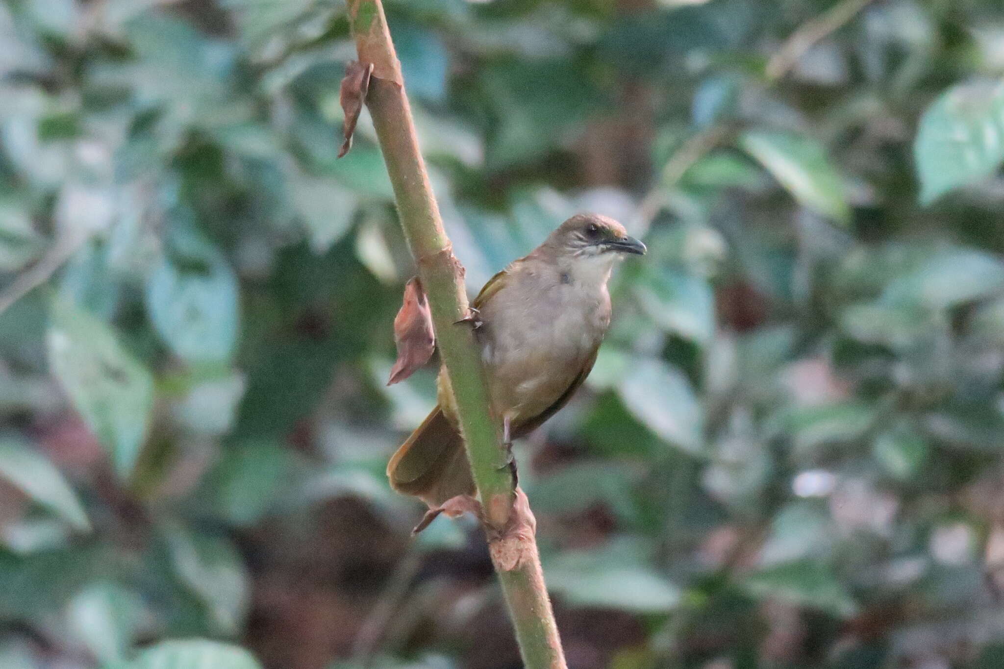 Image of Olive-winged Bulbul