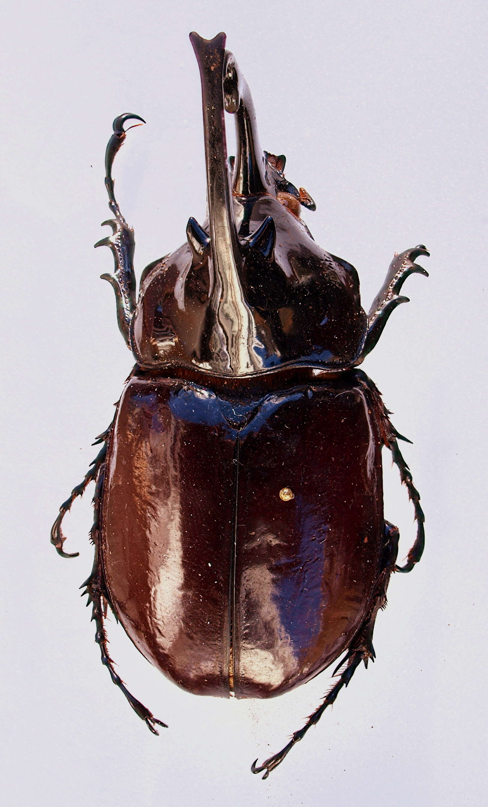 Image of Augosoma