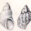 Imagem de Eulithidium adamsi (Philippi 1853)