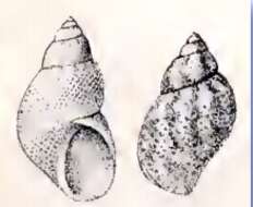 Imagem de Eulithidium adamsi (Philippi 1853)