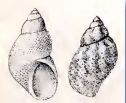 Image de Eulithidium adamsi (Philippi 1853)