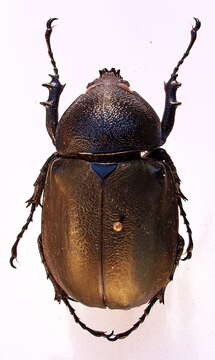 Image of Atlas beetle