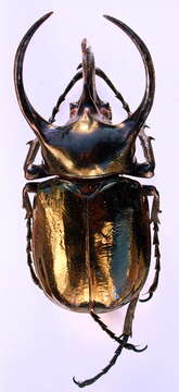 Image of Atlas beetle