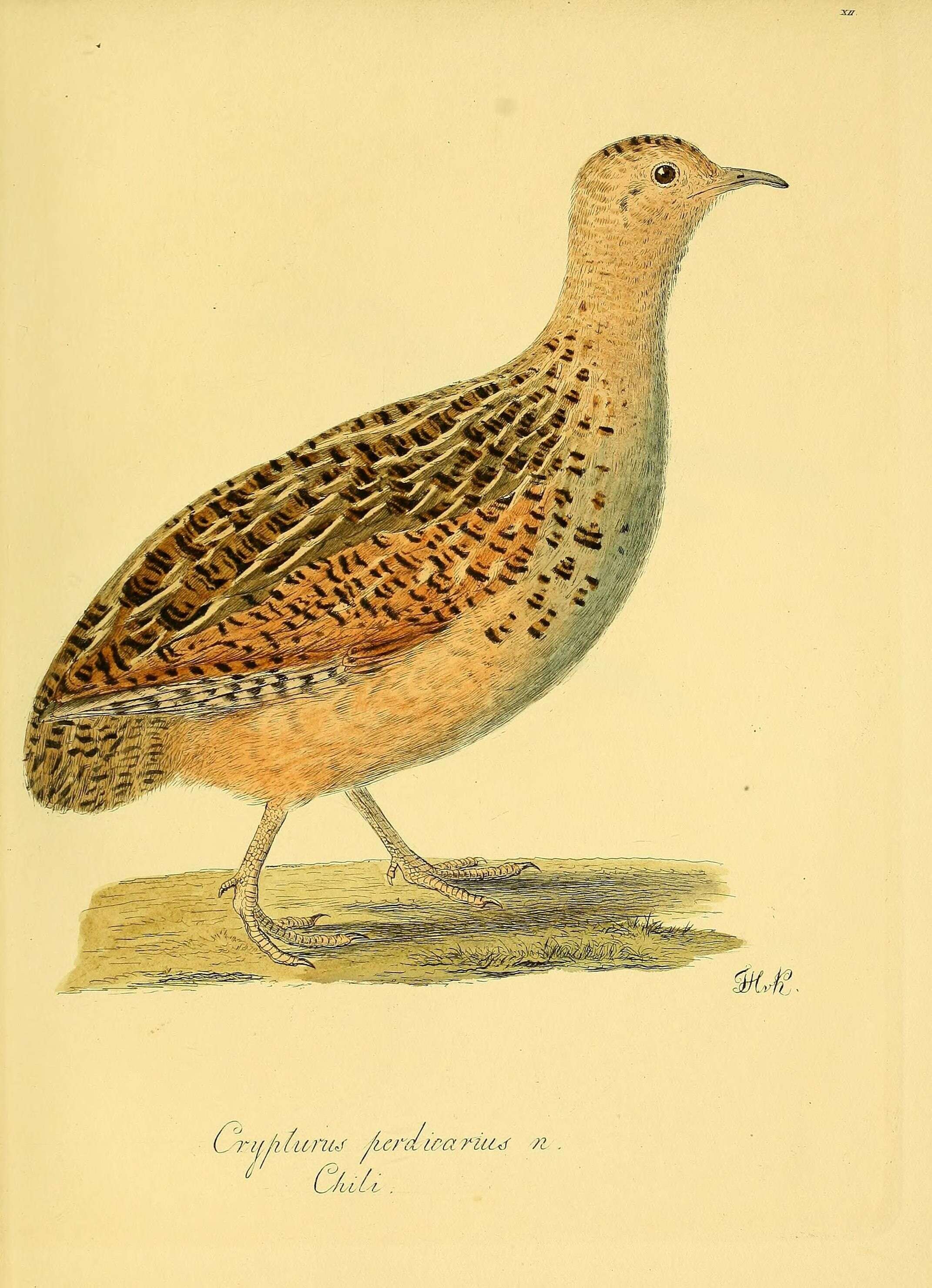 Image of Chilean Tinamou