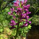 Image de Platanthera grandiflora (Bigelow) Lindl.