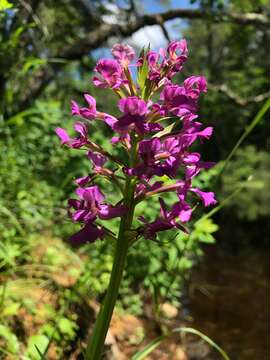 Platanthera grandiflora (Bigelow) Lindl.的圖片