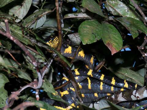 Image of Gold-ringed Cat snake