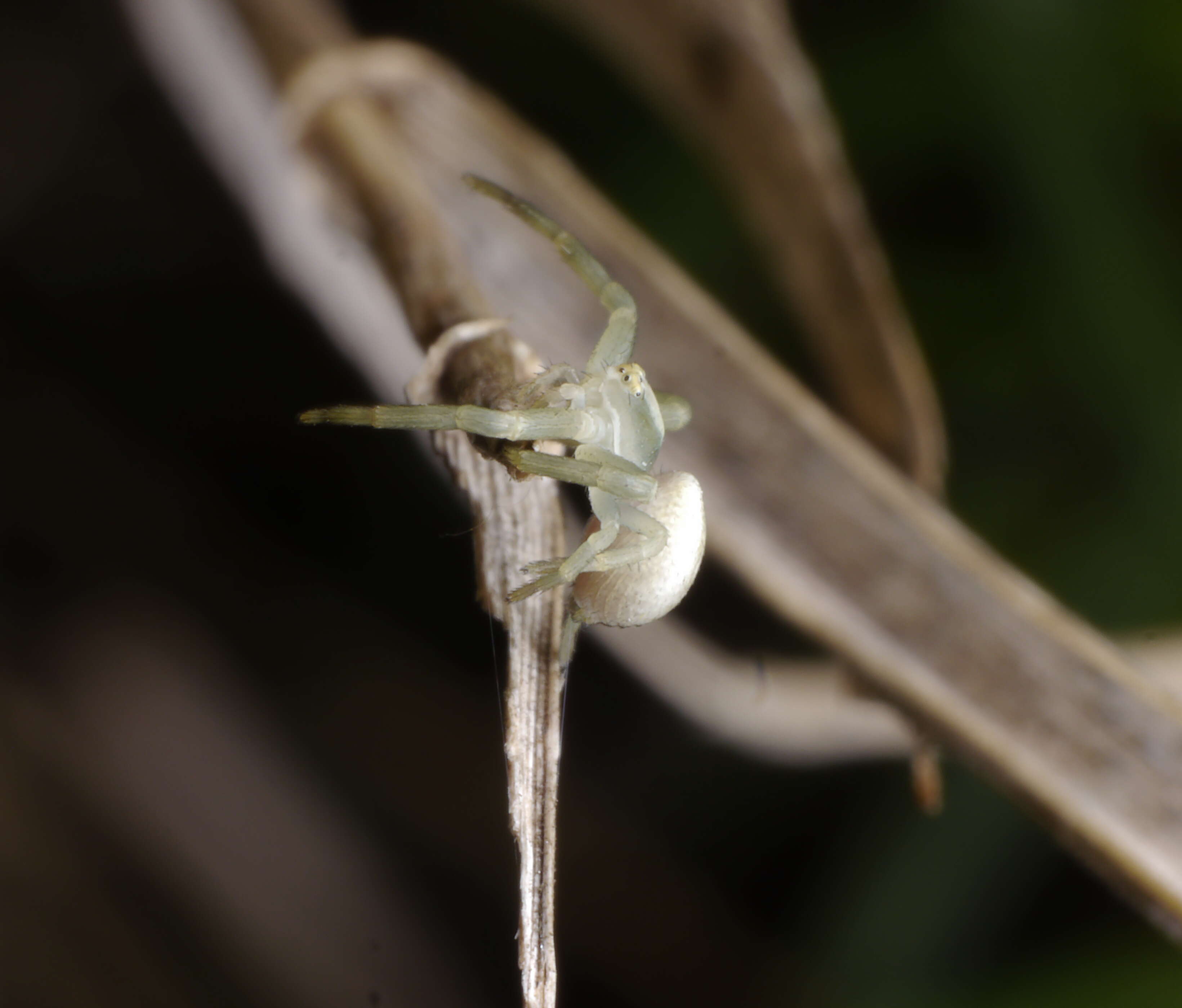 Image of Flower Crab Spiders