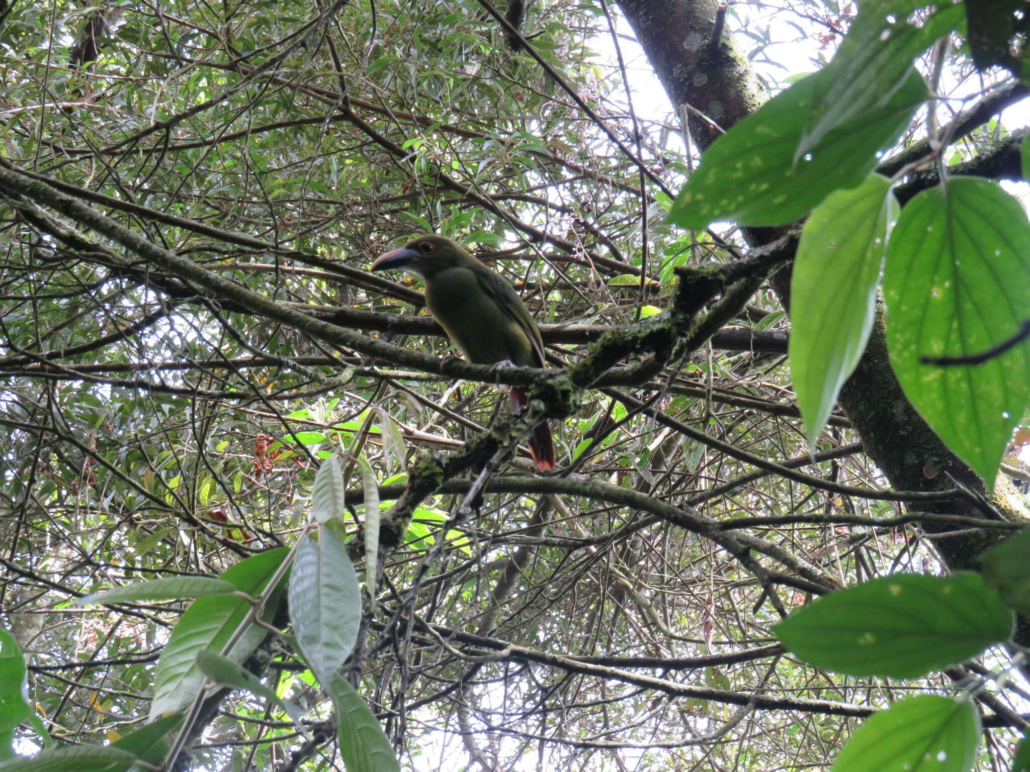 Aulacorhynchus albivitta (Boissonneau 1840)的圖片