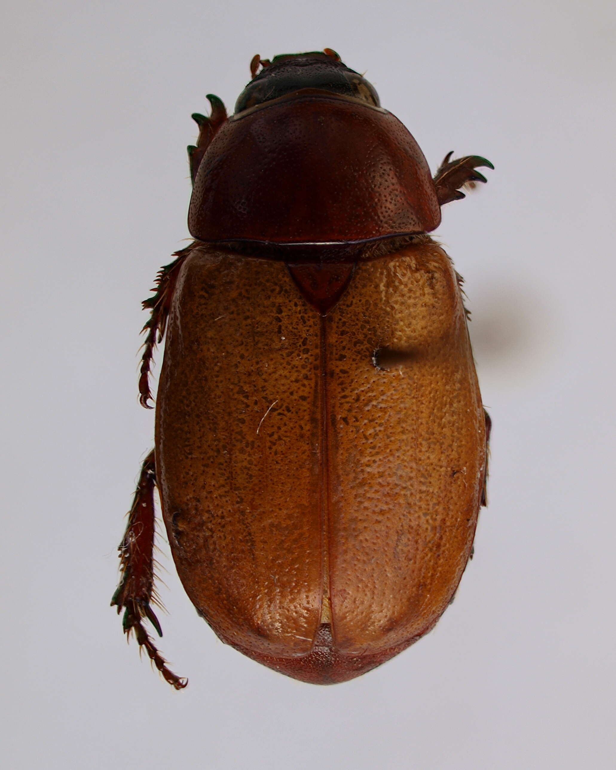 Image of Cyclocephala melanocephala (Fabricius 1775)