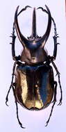 Image de Chalcosoma moellenkampi Kolbe 1900