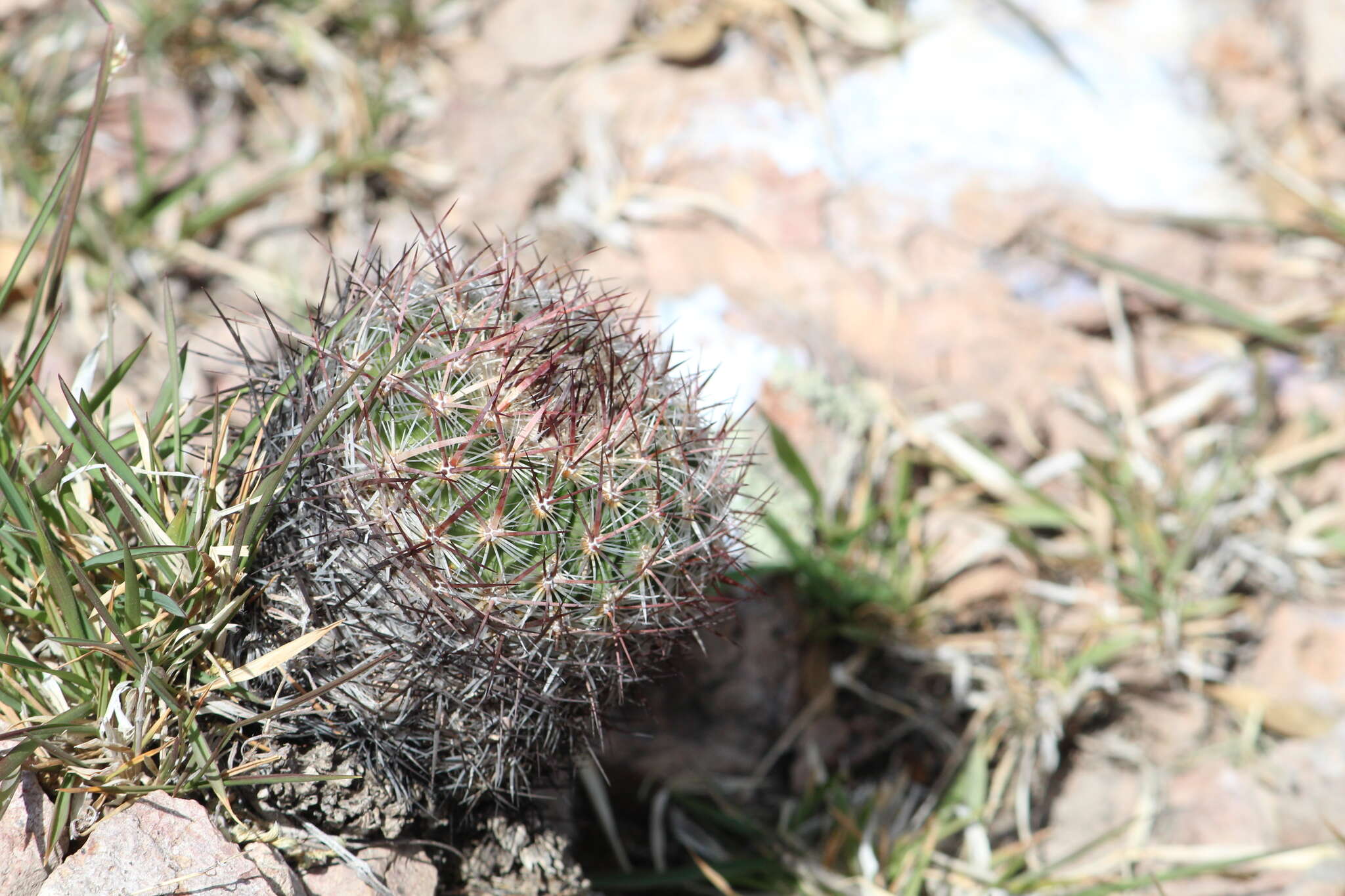 Sivun Echinofossulocactus tetraxiphus kuva