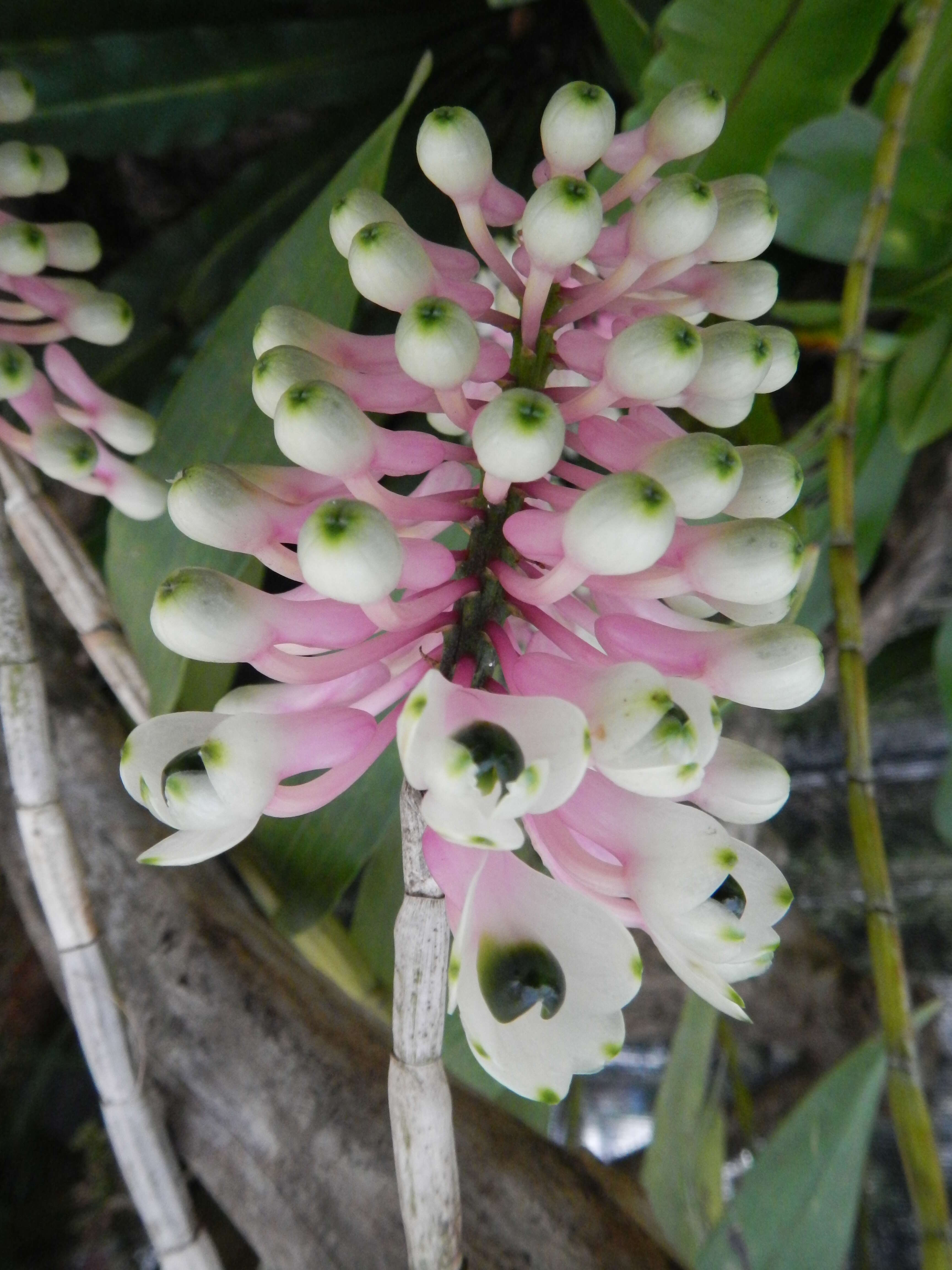 Image of Dendrobium smillieae F. Muell.