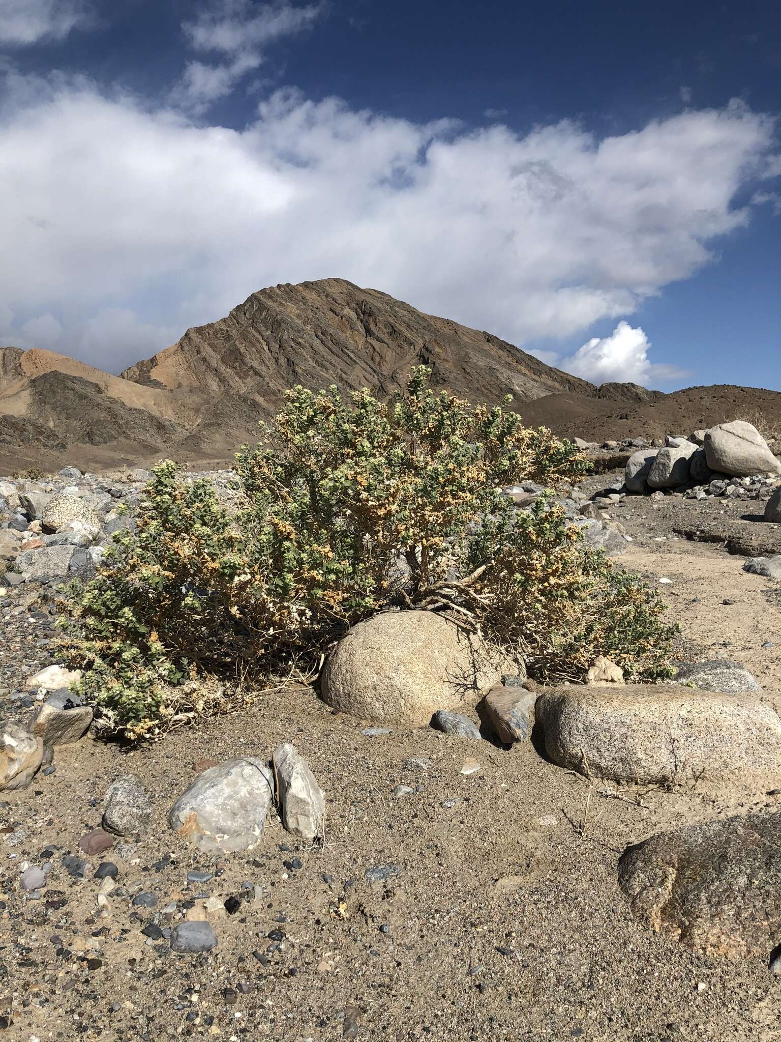 Image of Death Valley sandpaper plant