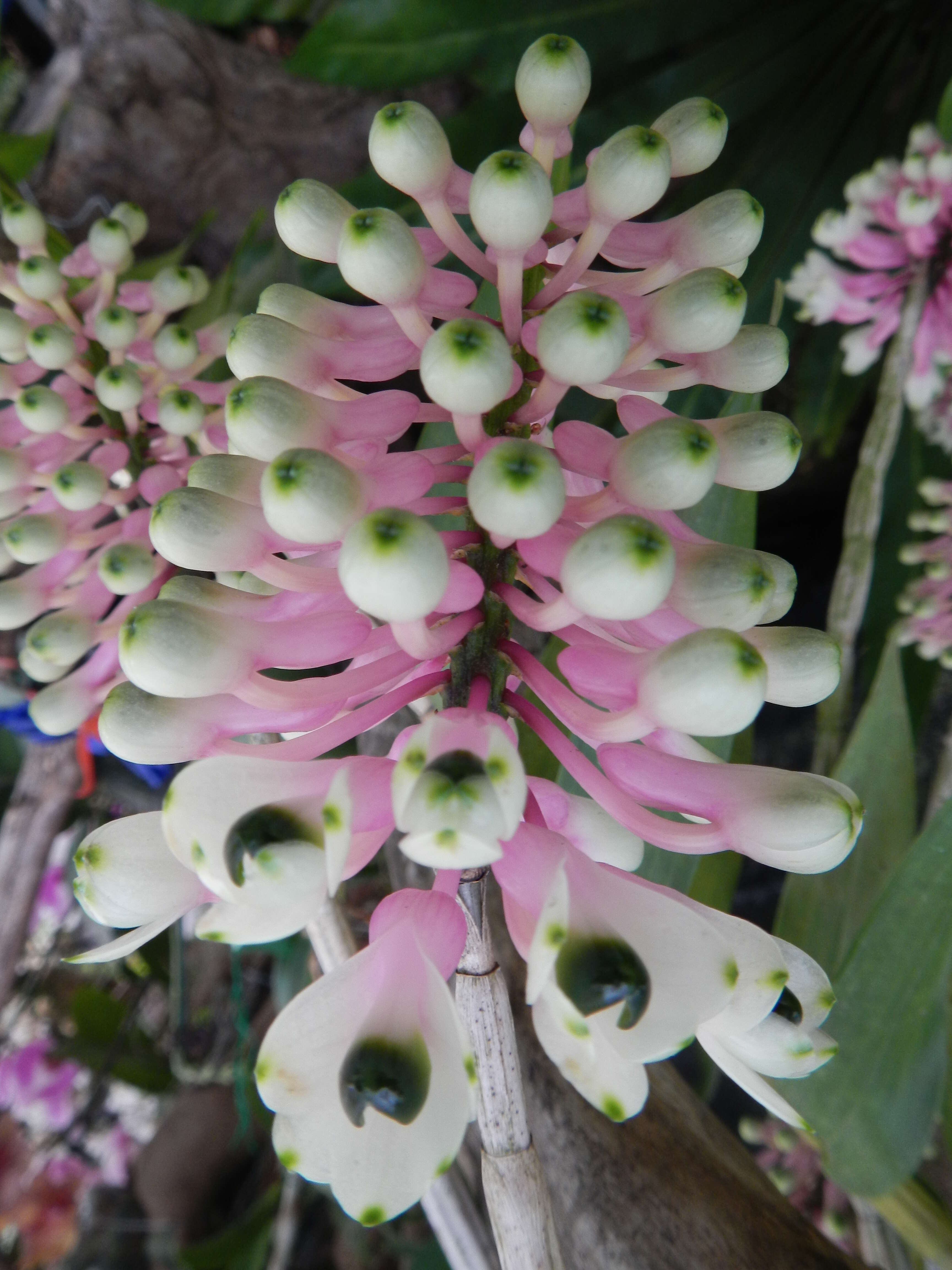 Image of Dendrobium smillieae F. Muell.