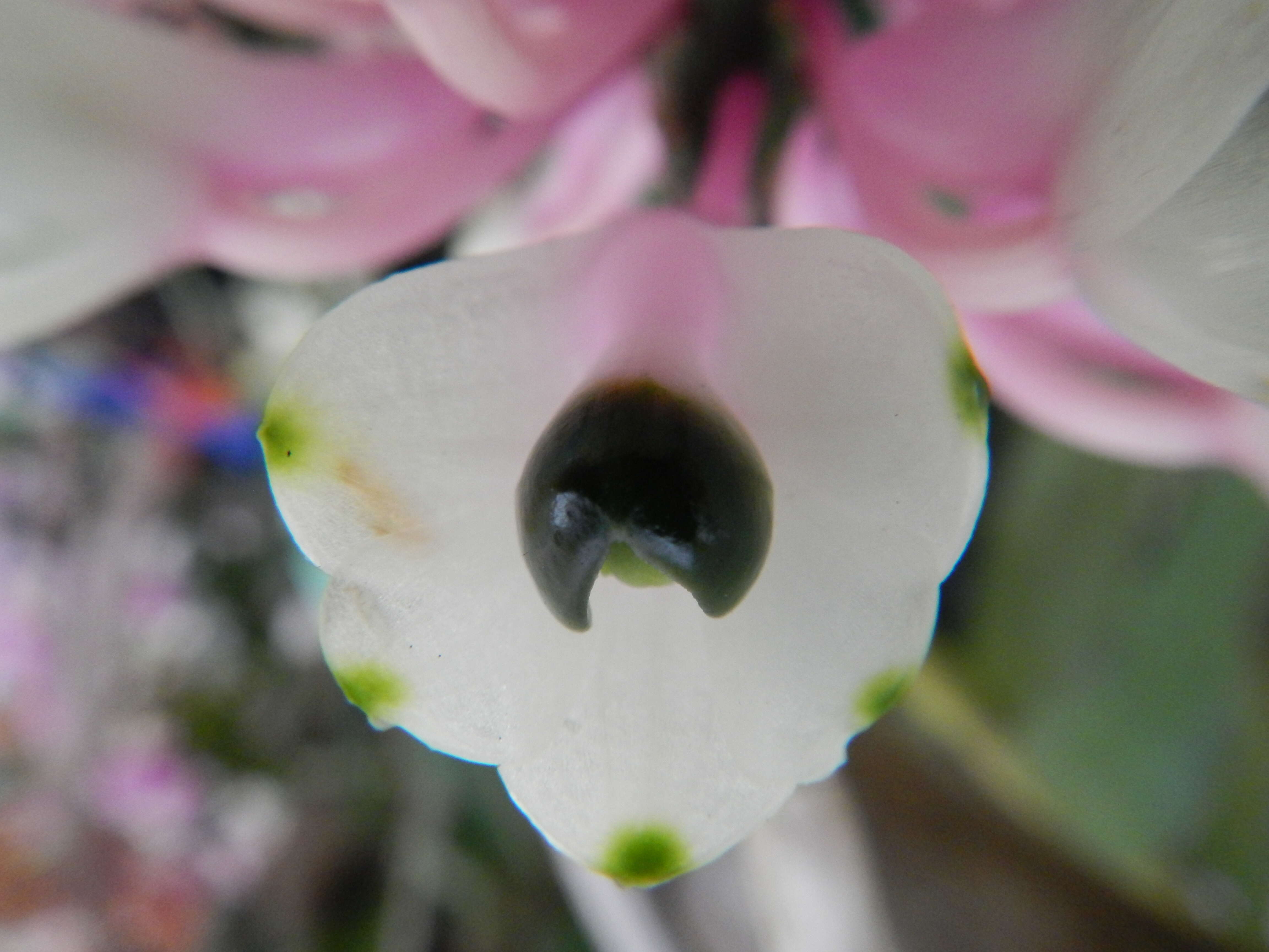 Image of Dendrobium smillieae F. Muell.