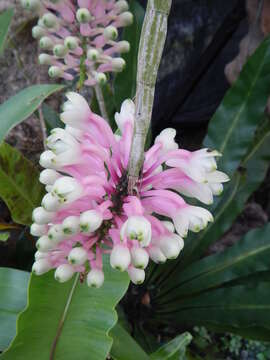 Image of Dendrobium smillieae F. Muell.