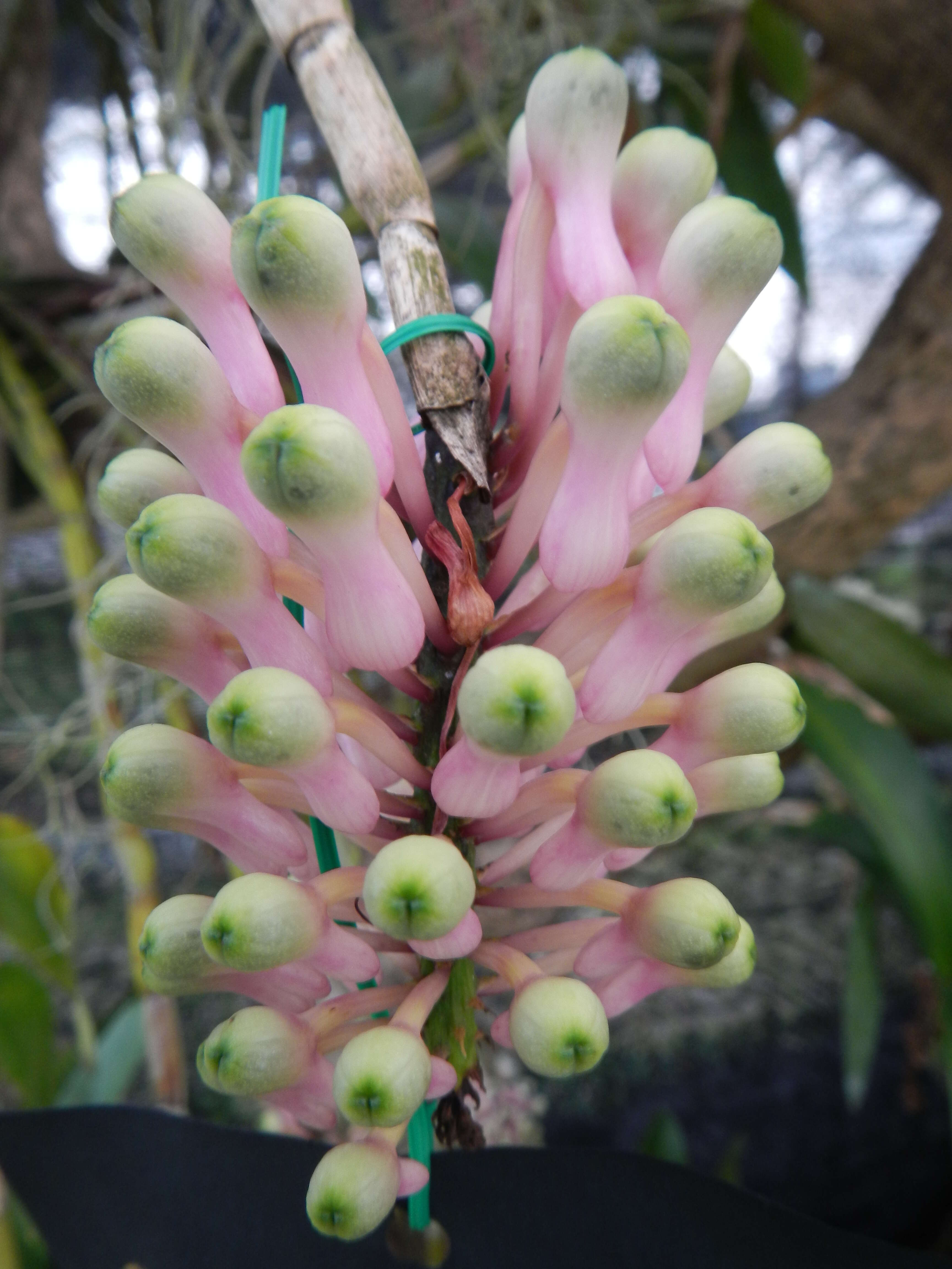 Image of Dendrobium smillieae F. Muell.