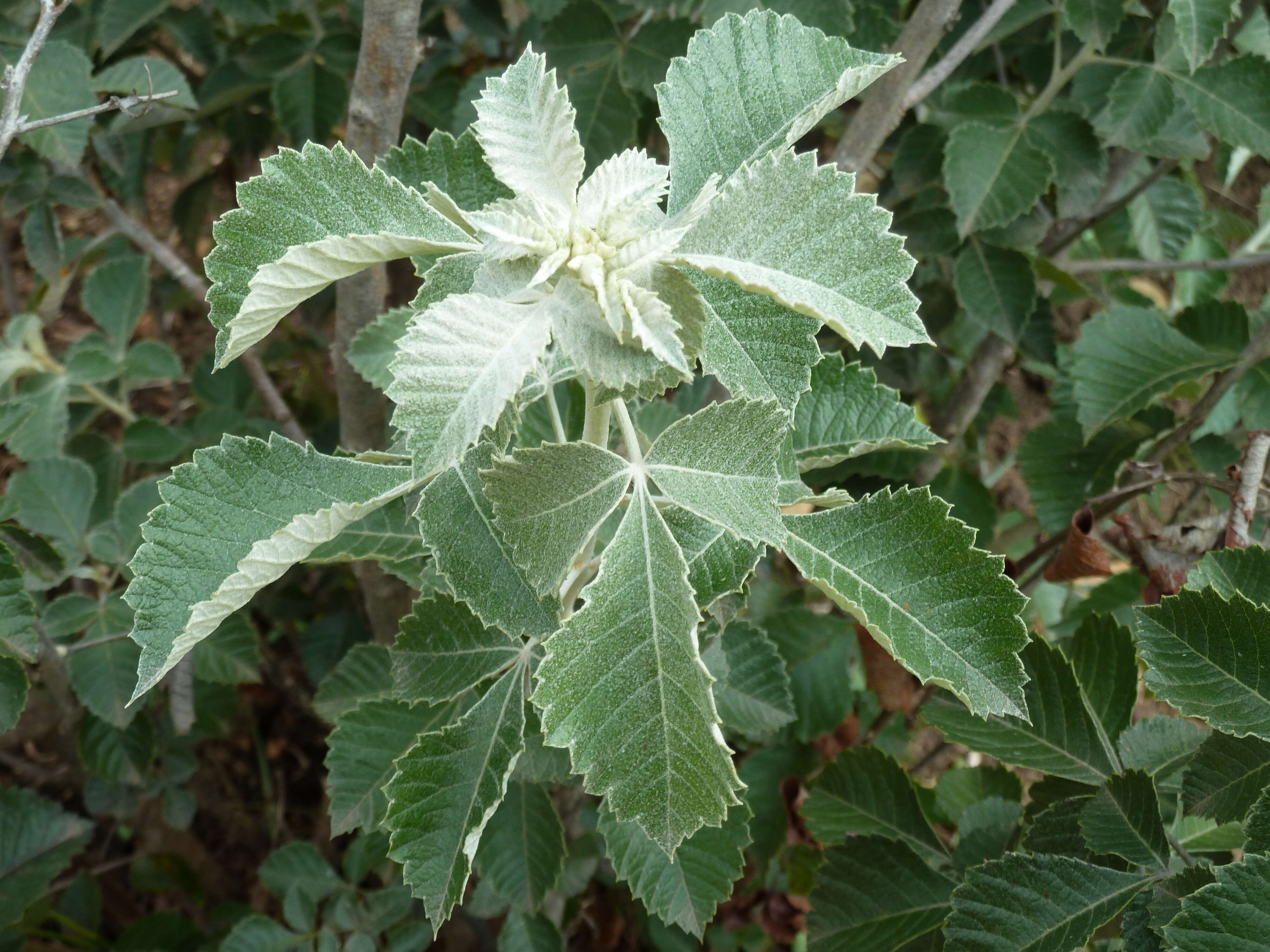 Image of Searsia batophylla (Codd) Moffett