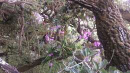 Image of Laelia eyermaniana Rchb. fil.