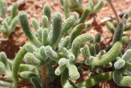 Imagem de Drosanthemum oculatum L. Bol.