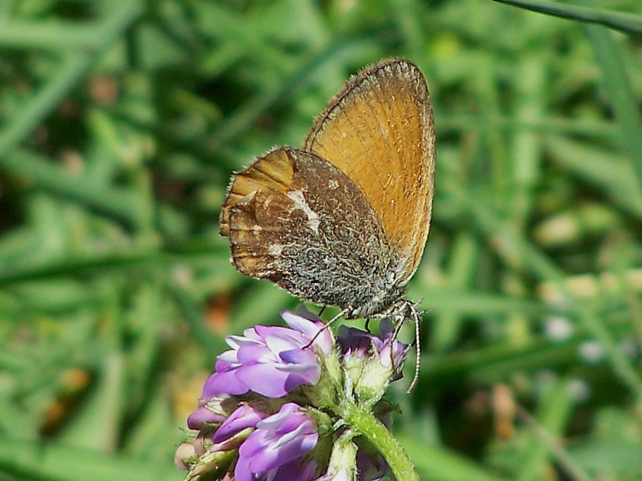 Image of Coenonympha amaryllis Cramer 1782