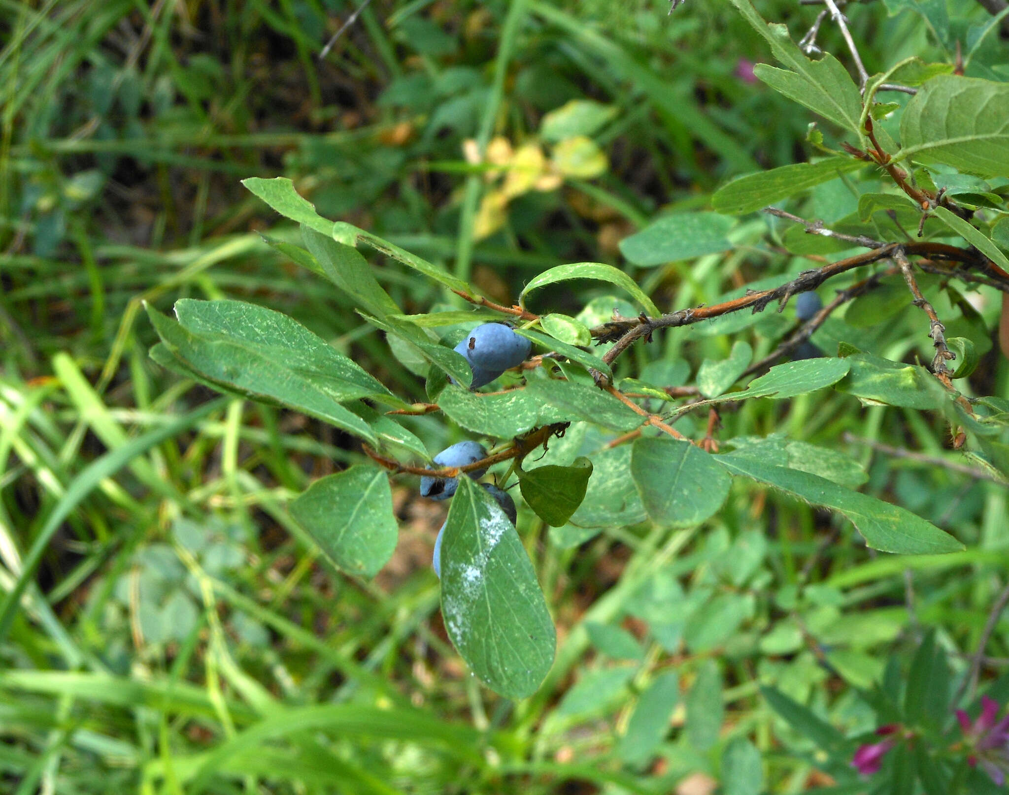 Imagem de Lonicera caerulea L.