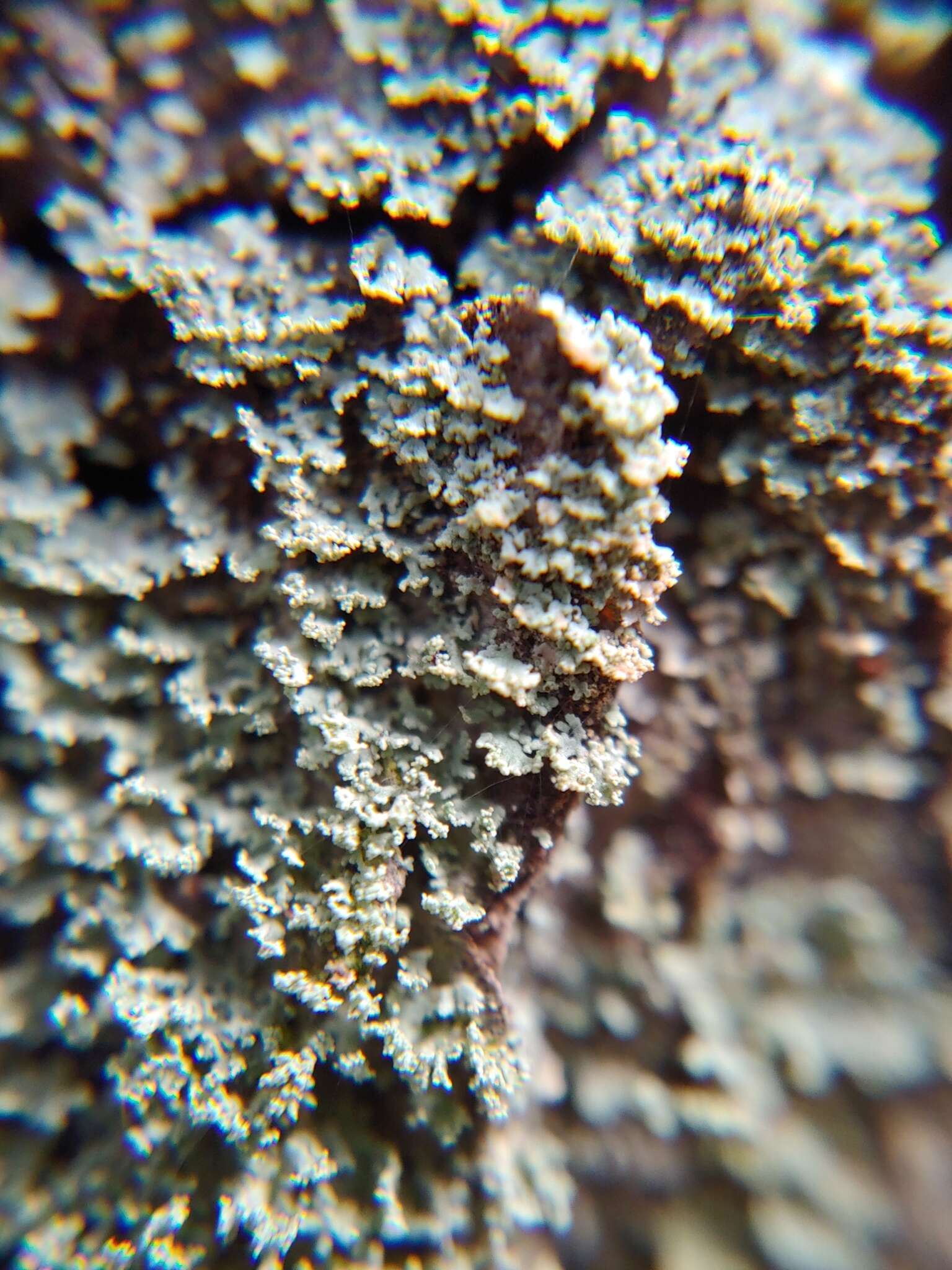 Image of Ravenel's cup lichen