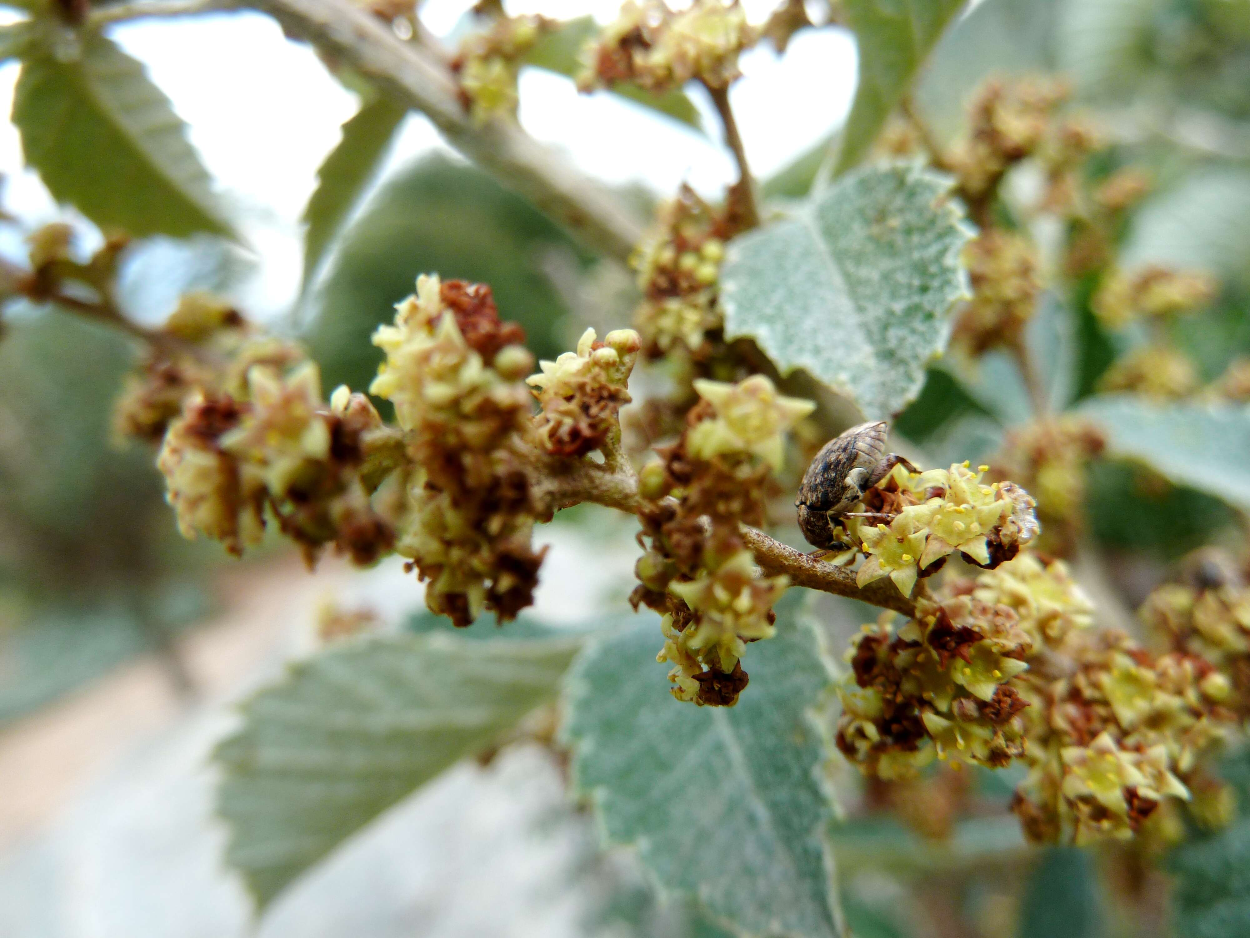 Image of Searsia batophylla (Codd) Moffett