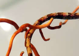 Image of Prophet&#39;s pipefish