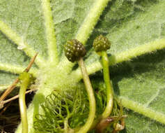 Image of Ranunculus rionii Lagger