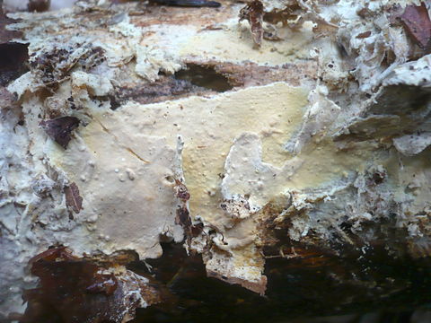 Image of Vararia