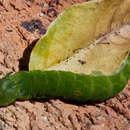 Charaxes brutus natalensis Staudinger 1886的圖片