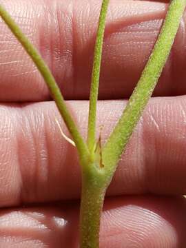 Слика од Geranium texanum (Trel.) A. Heller