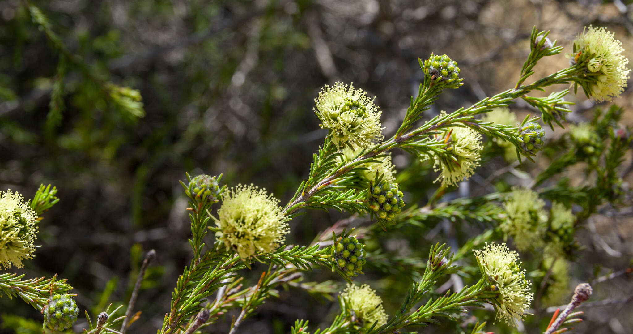 صورة Kunzea ericifolia (Sm.) Heynh.